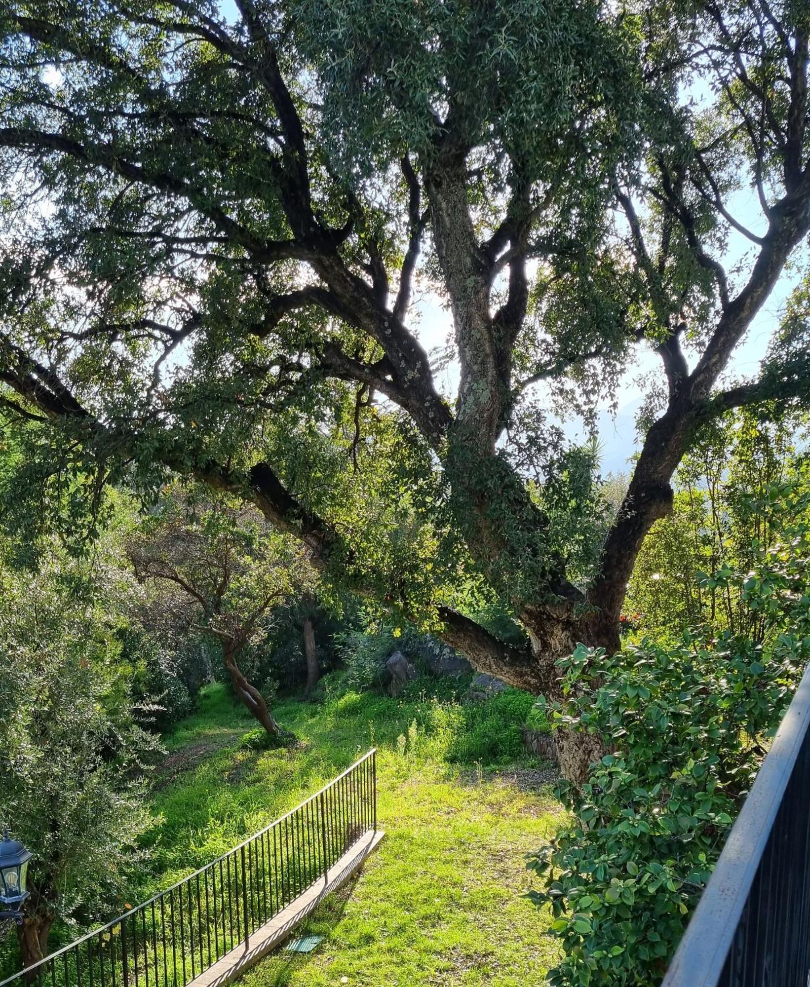 Villa Les Roches Mandelieu エクステリア 写真